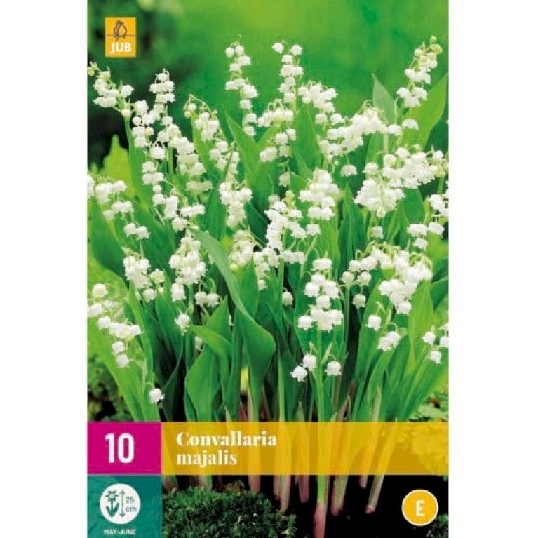 Liljekonval Convallaria Majalis Blomsterl G Plantetorvet Dk