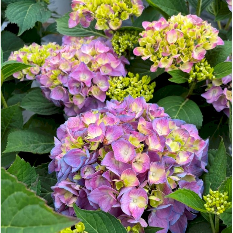 Hortensia Blackcurrant Muffin PW Prydbuske Plantetorvet Dk