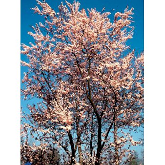 Blodblomme Nigra Tr Er Plantetorvet Dk