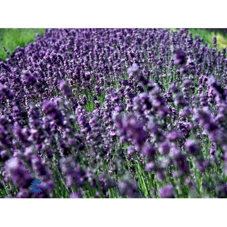 Lavendel, Ægte