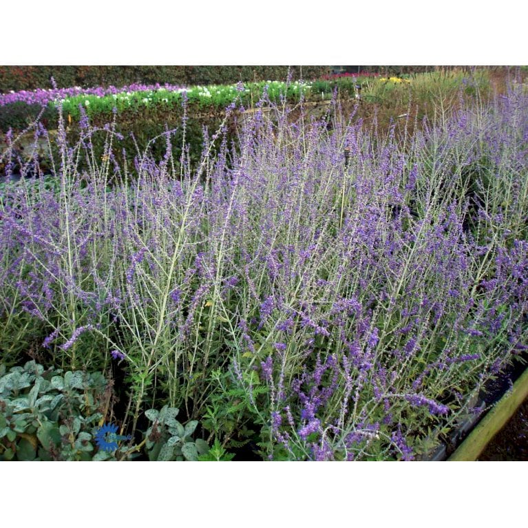 Russisk Salvie 'Blue Spire' (bruges ikke)