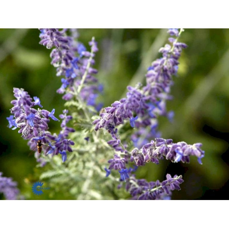 Russisk Salvie 'Blue Spire' (bruges ikke)