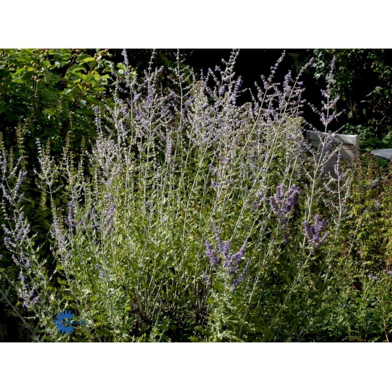 Russisk Salvie 'Blue Spire' (bruges ikke)