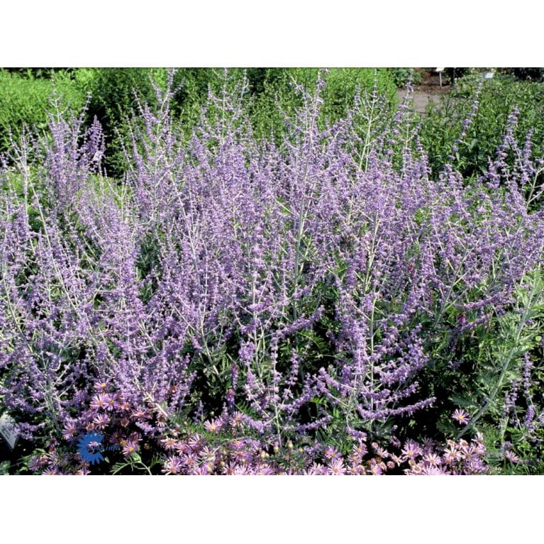 Russisk Salvie 'Blue Spire' (bruges ikke)