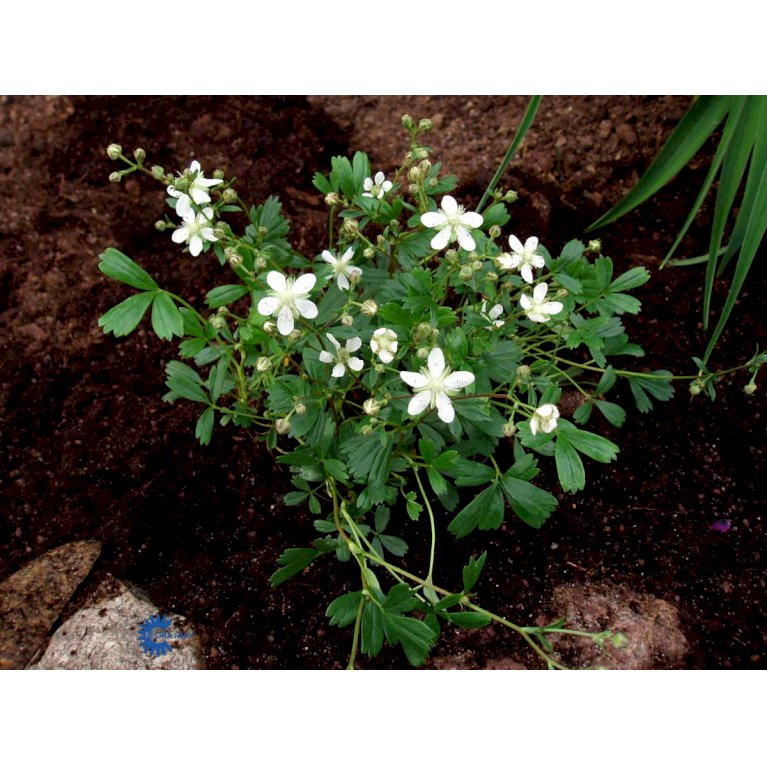 Potentilla 'Nuuk' (bruges ikke)