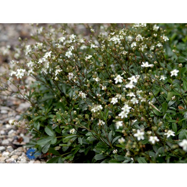 Potentilla 'Nuuk' (bruges ikke)