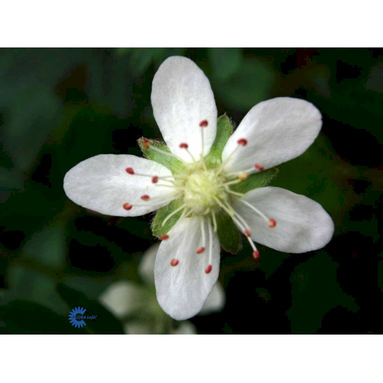 Potentilla 'Nuuk' (bruges ikke)