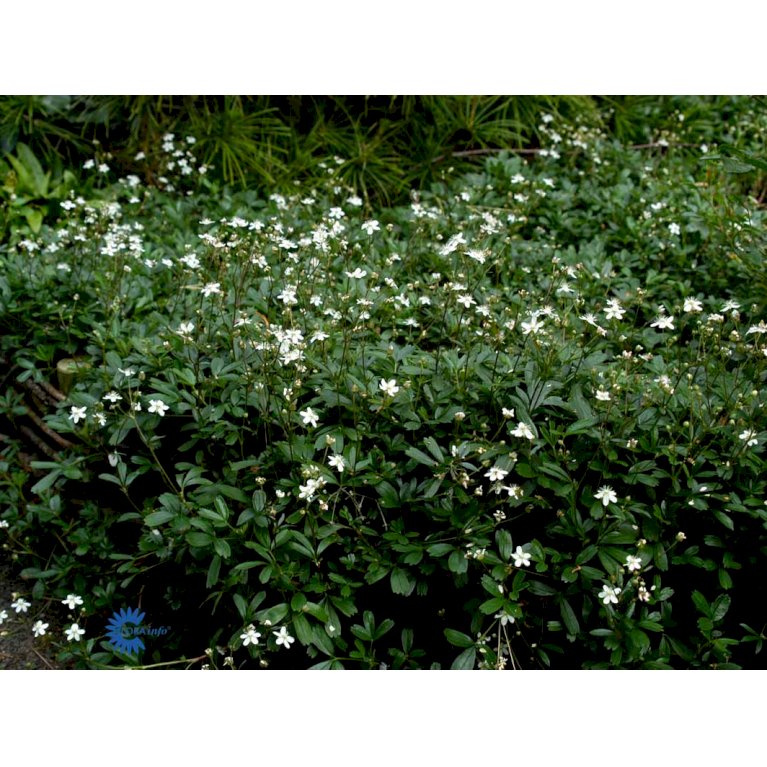 Potentilla 'Nuuk' (bruges ikke)