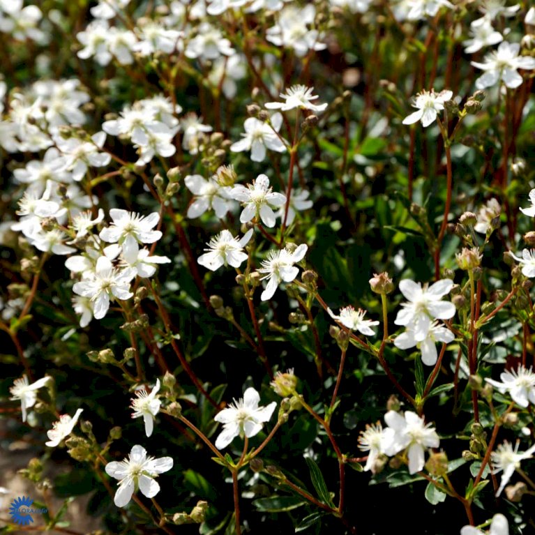 Potentilla 'Nuuk' (bruges ikke)