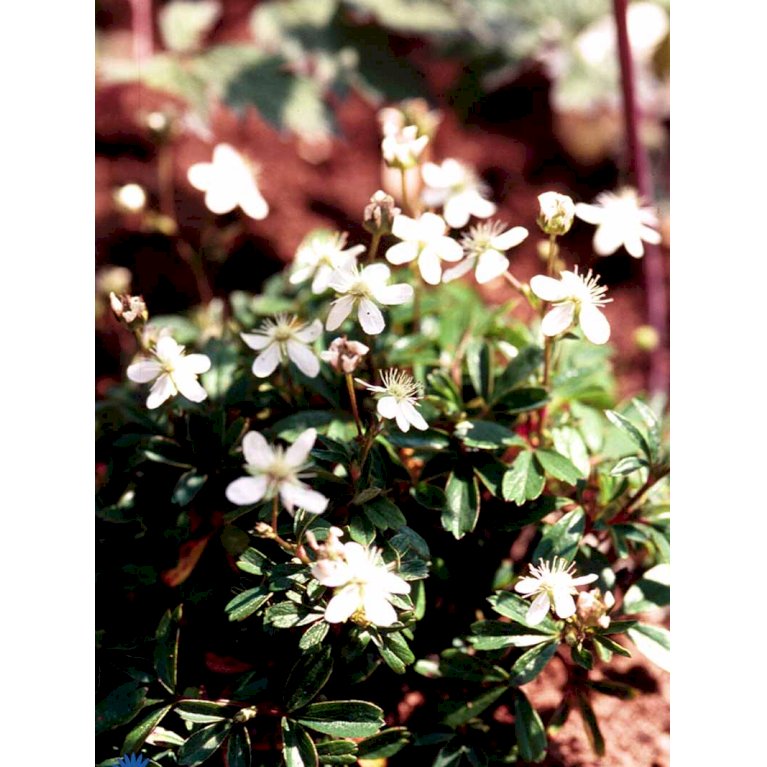 Potentilla 'Nuuk' (bruges ikke)