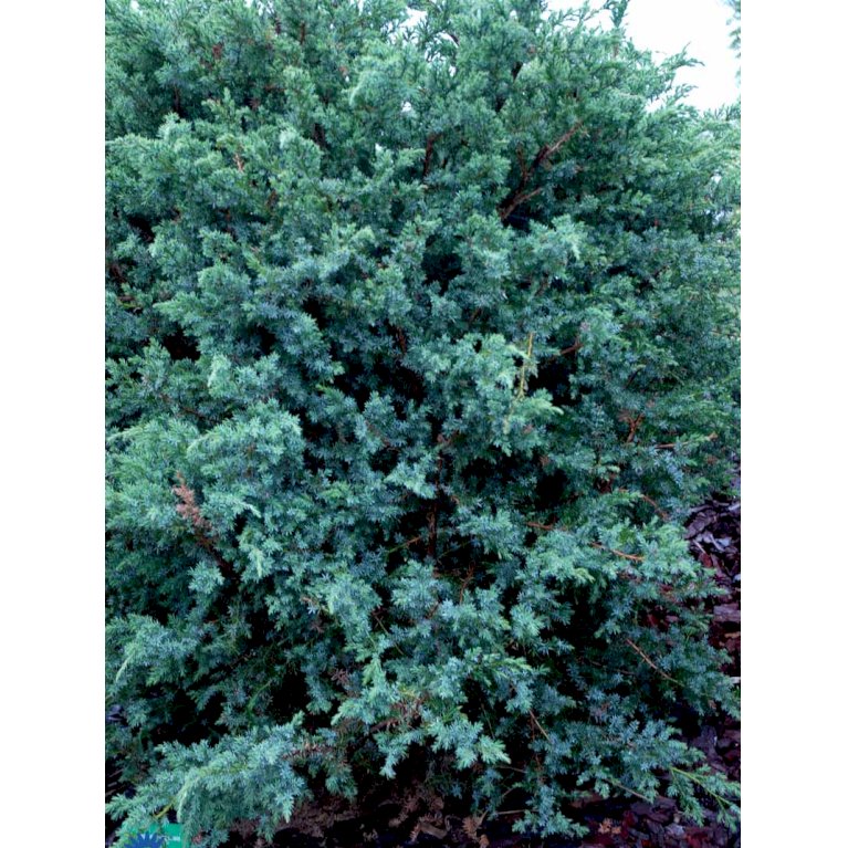 Kinesisk Ene 'Blue Alps'