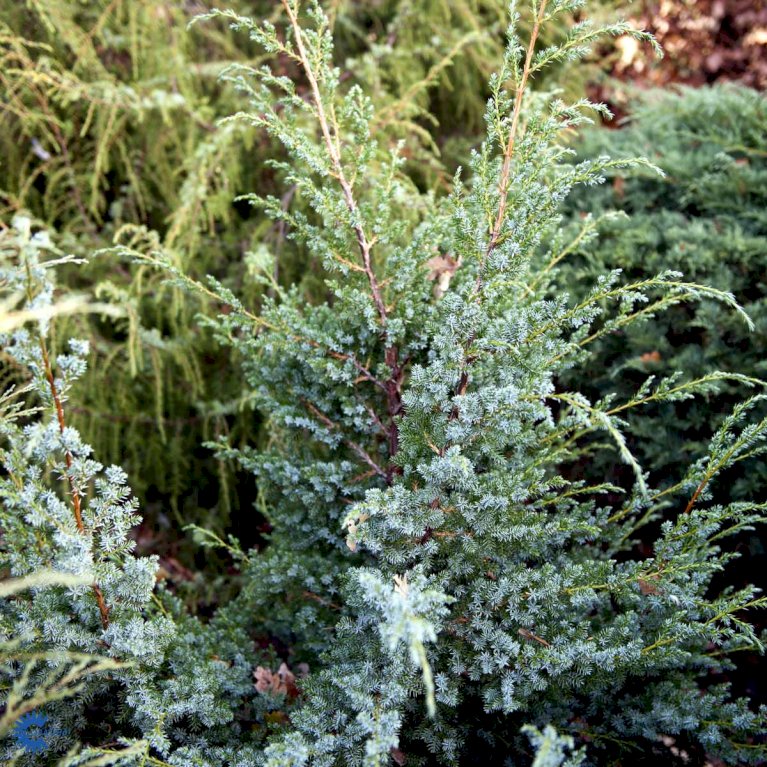 Kinesisk Ene 'Blue Alps'