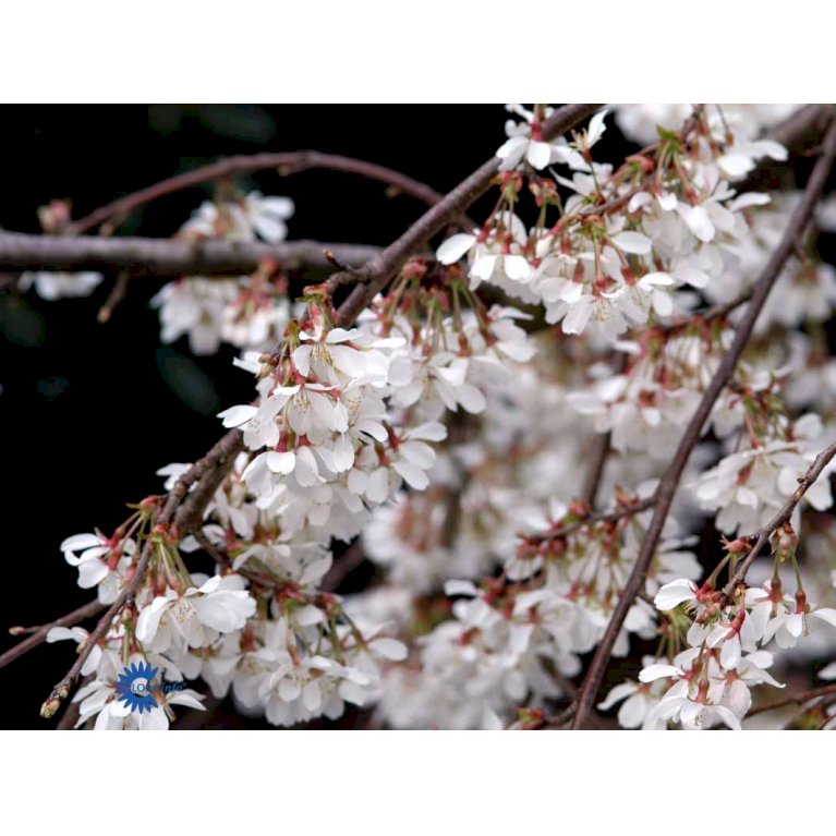 Hængende Yoshino-kirsebær 'Ivensii'