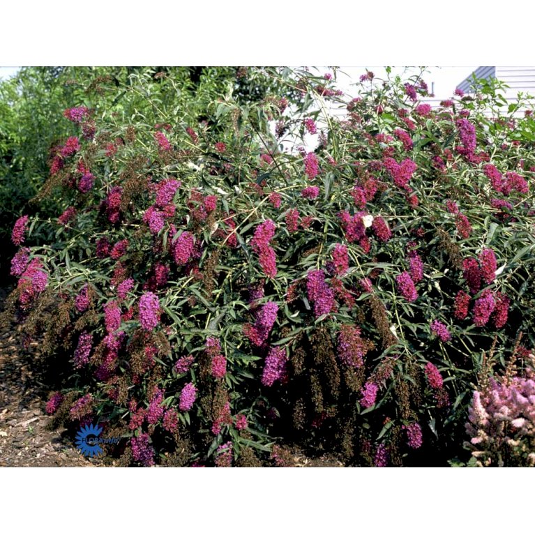 Sommerfuglebusk 'Nanhoe Purple'