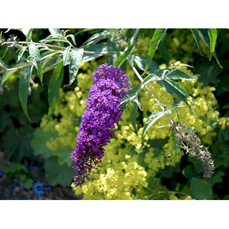 Sommerfuglebusk 'Nanhoe Purple'