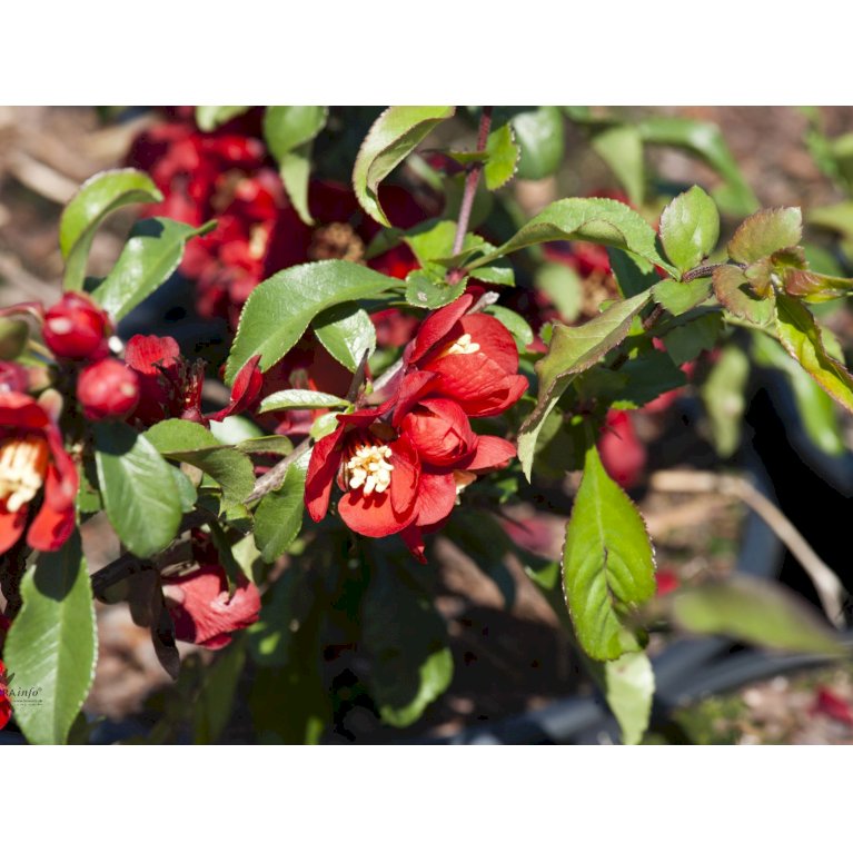 Japansk Kvæde 'Crimson and Gold'