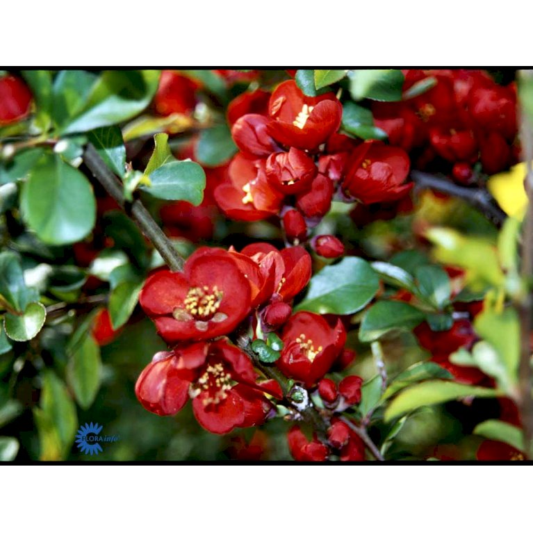Japansk Kvæde 'Crimson and Gold'