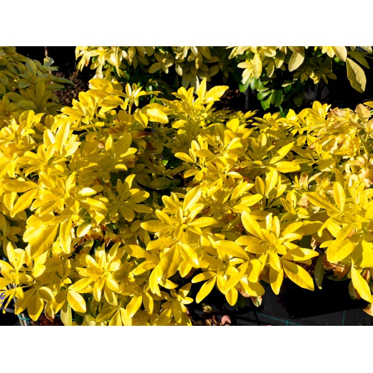 Choisya 'Sundance'