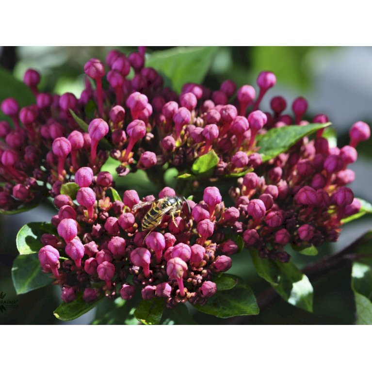 Clerodendrum Bungei