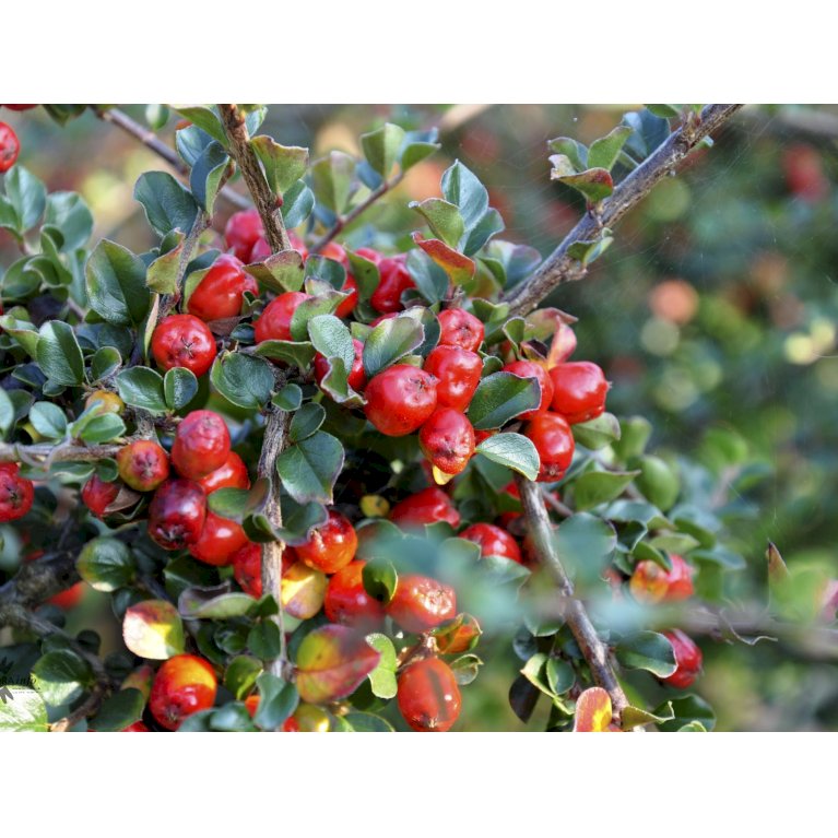 Cotoneaster Apiculatus 'Blackburn'