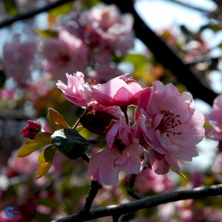 Paradisæble 'Brandy Magic'