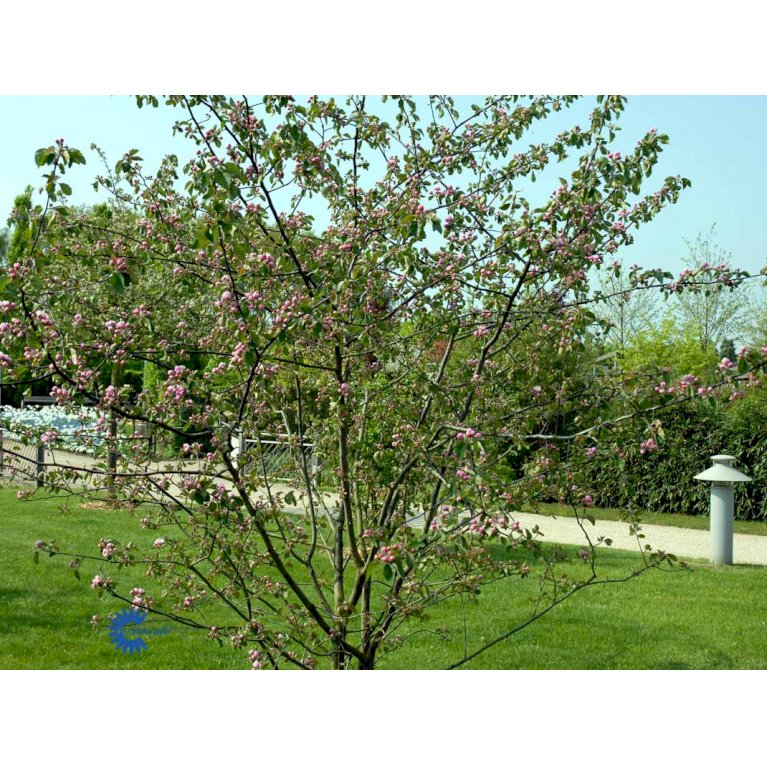 Paradisæble 'Brandy Magic'