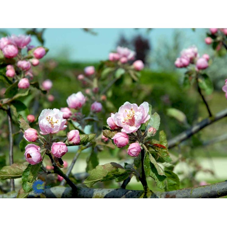 Paradisæble 'Brandy Magic'