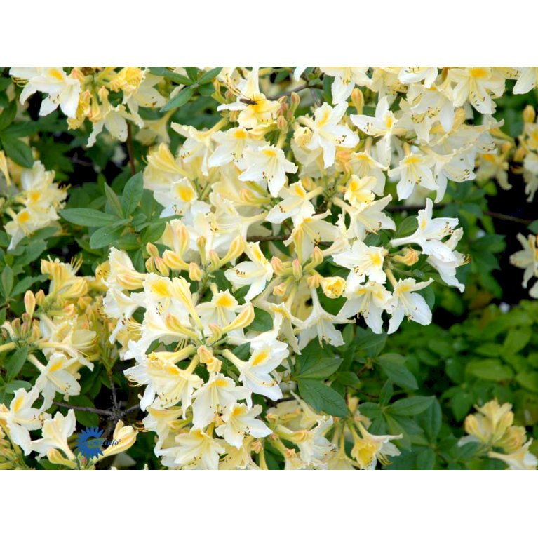 RHODODENDRON 'DAVIESII'