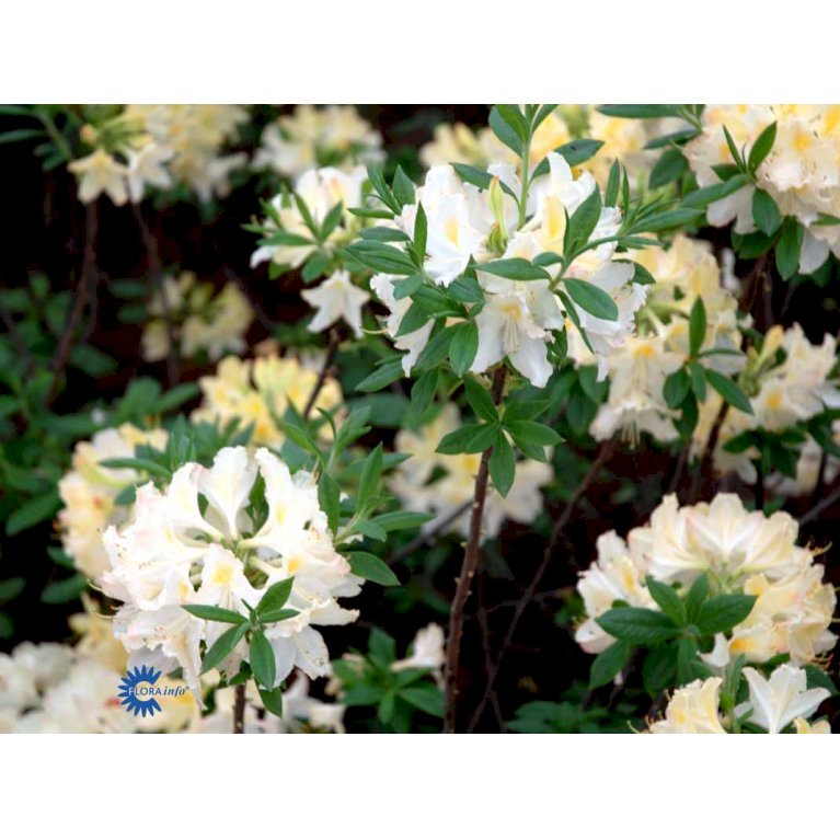 RHODODENDRON 'DAVIESII'