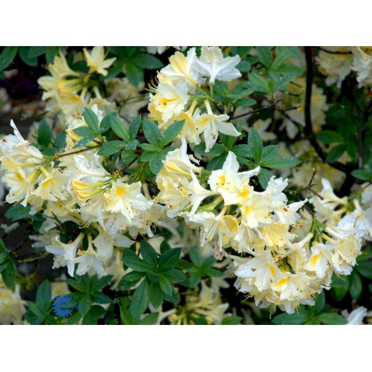RHODODENDRON 'DAVIESII'