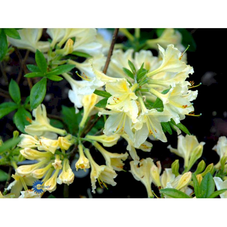 RHODODENDRON 'DAVIESII'