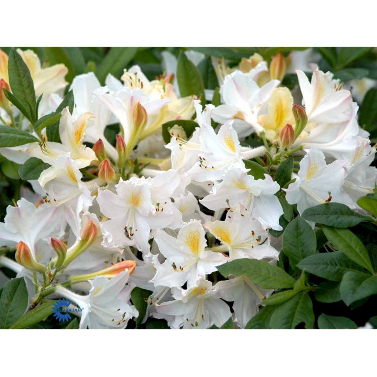 RHODODENDRON 'DAVIESII'
