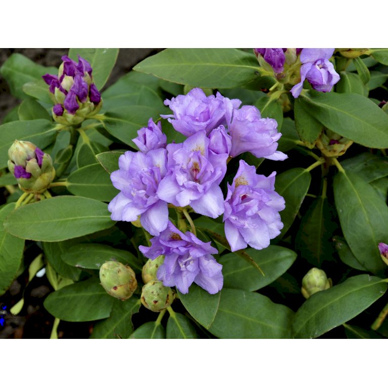 RHODODENDRON 'FASTUOSUM FLORE PLENO'