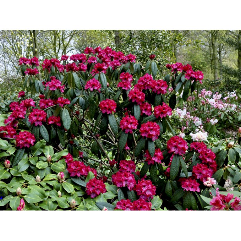 RHODODENDRON 'MOSERS MAROON'