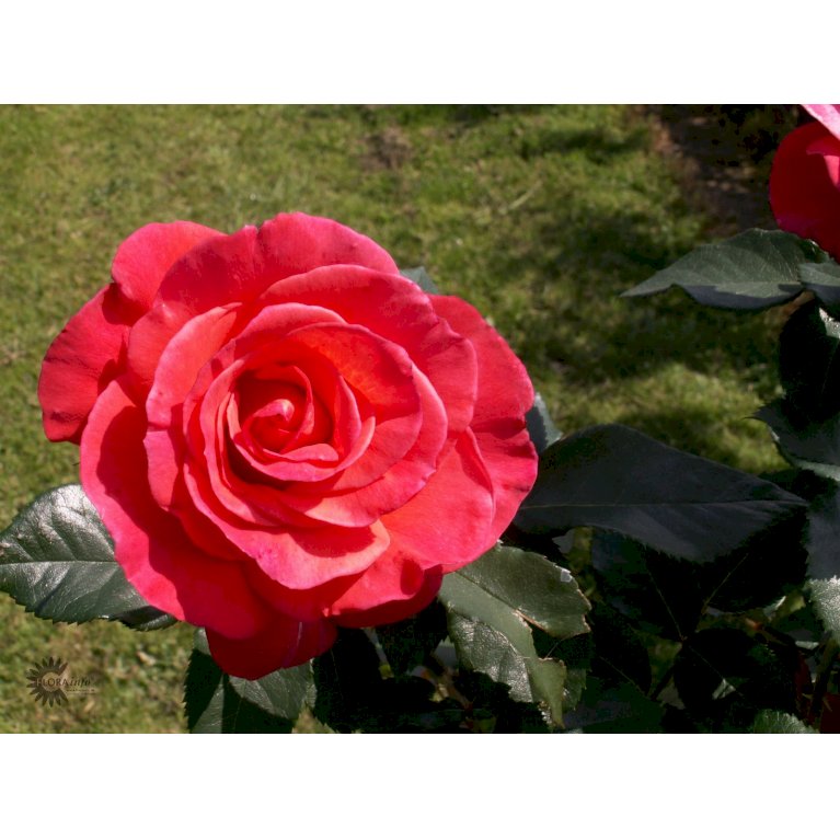Storblomstrende rose 'Fabulous'