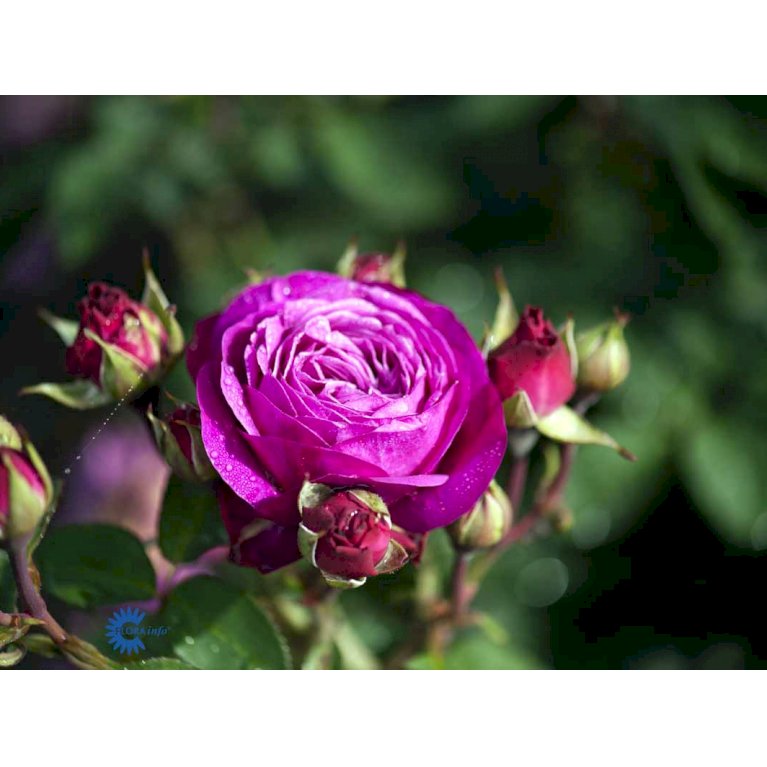 'Heidi Klum® Rose'