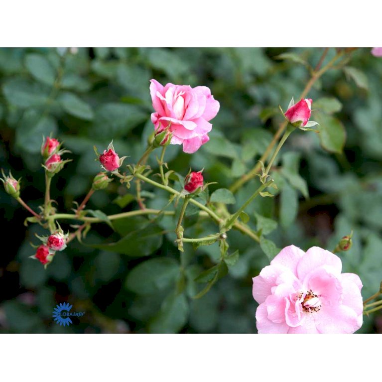 'Mazurka'
