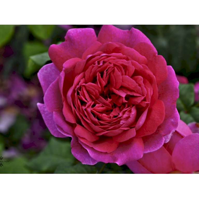 Lys Rosa Roser ROSA 'YOUNG LYCIDAS' - Roser - Plantetorvet.dk