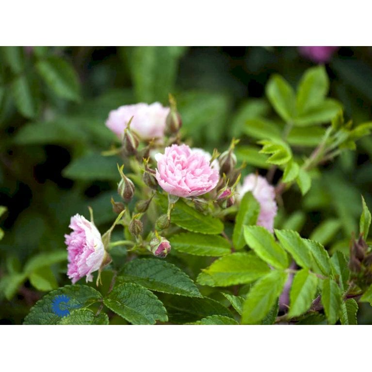 Rynket rose 'Pink Grootendorst'