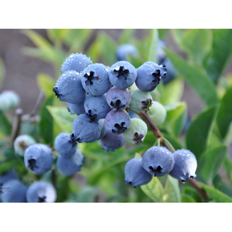 Storfrugtet blåbær 'Bluegold'