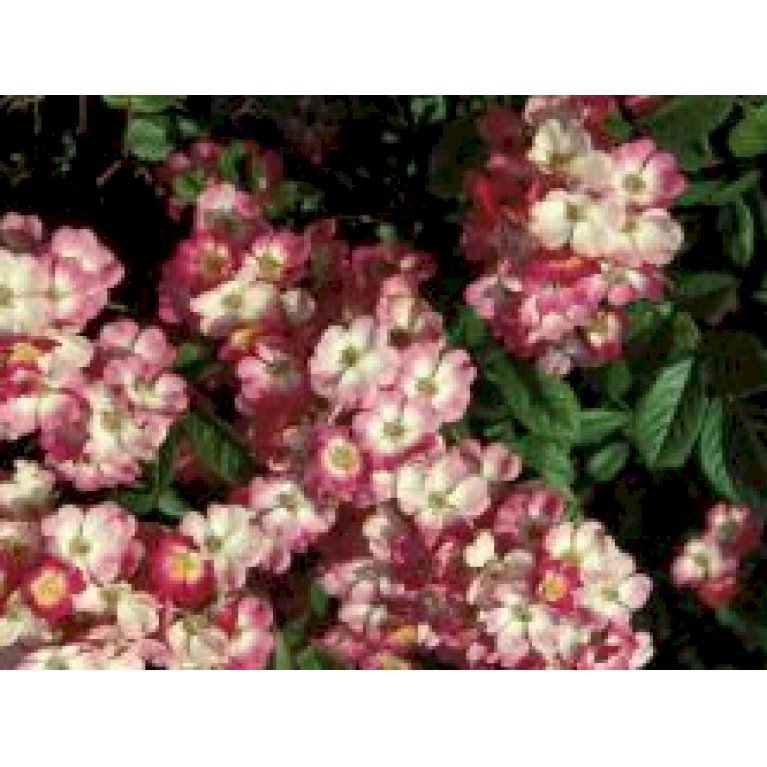 Gammeldags Rose 'Mozart'