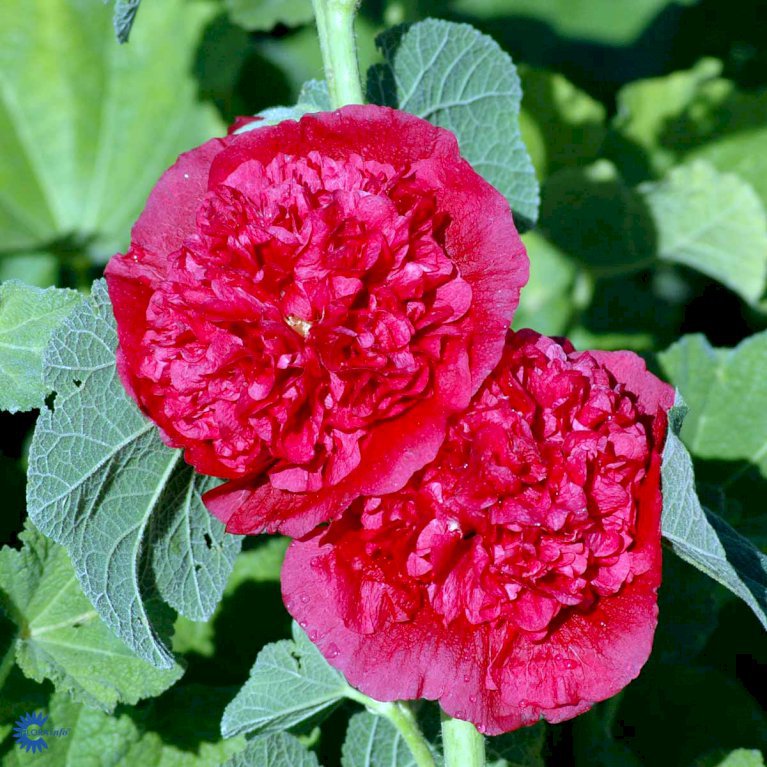 Stokrose 'Pleniflora' rød