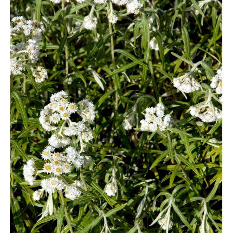 Almindelig Perlekurv