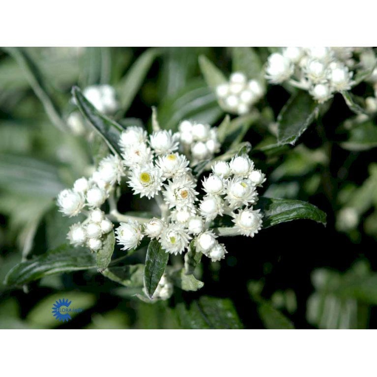 Star 'Evergold'