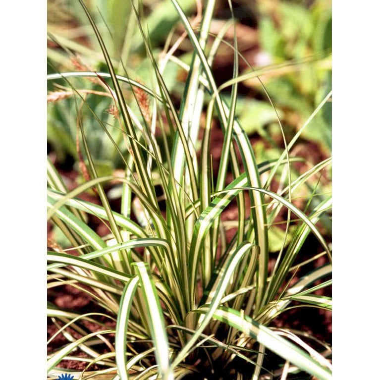 Star 'Evergold'