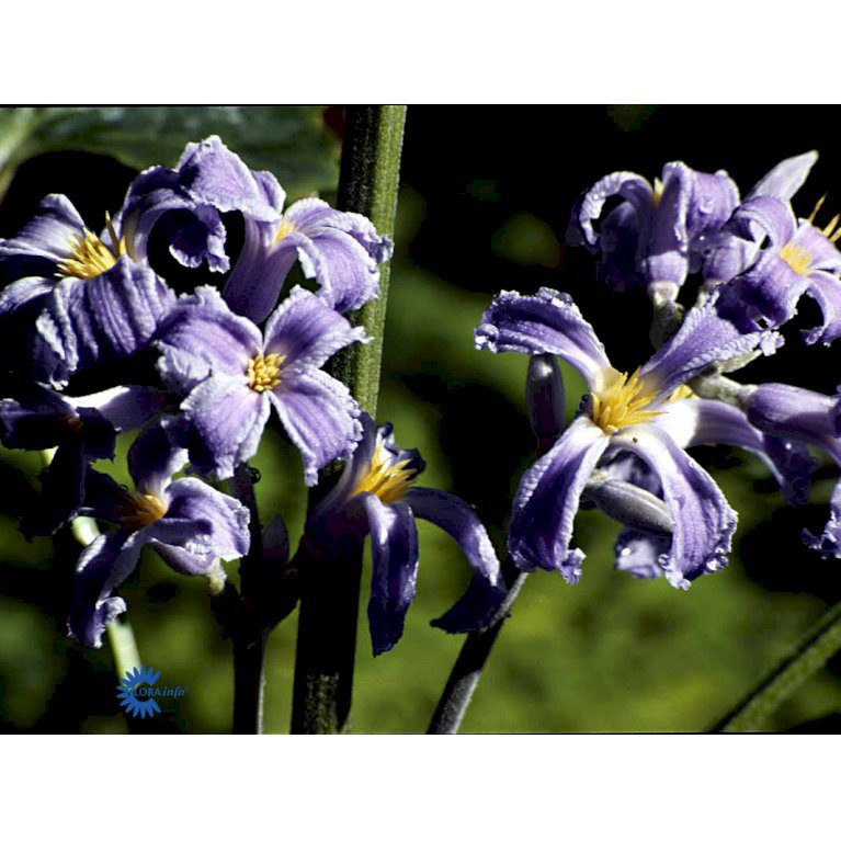 Almindelig Staudeklematis