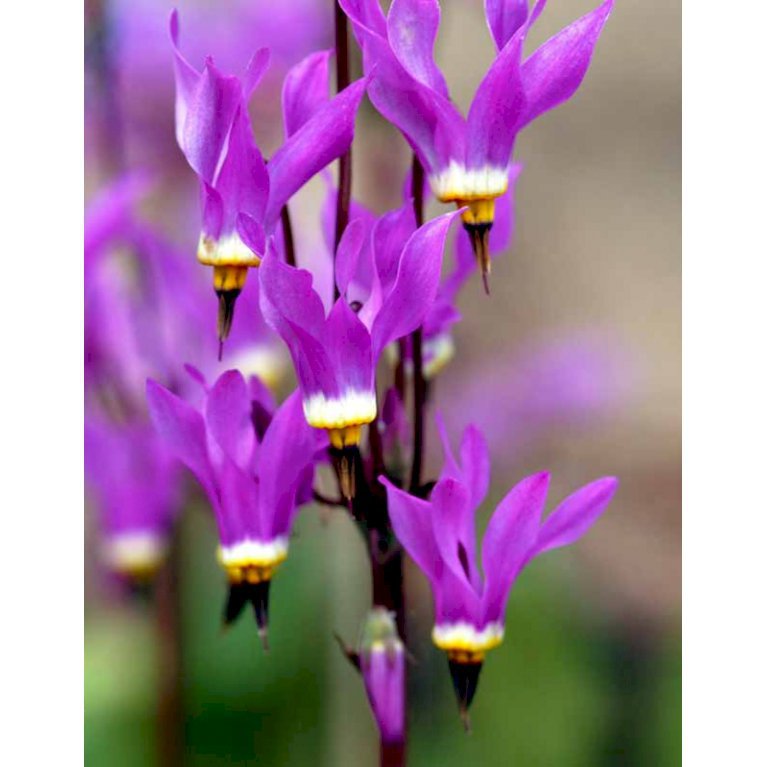 Gudeblomst 'Queen Victoria'