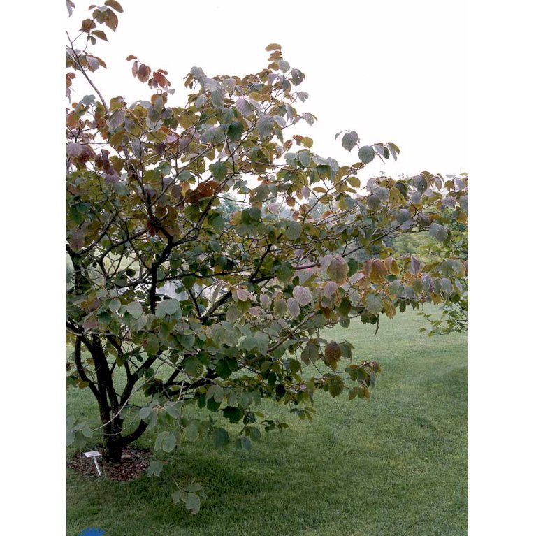 Hamamelis Intermedia 'Jelena'