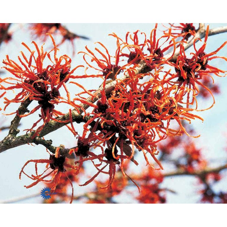 Hamamelis Intermedia 'Jelena'