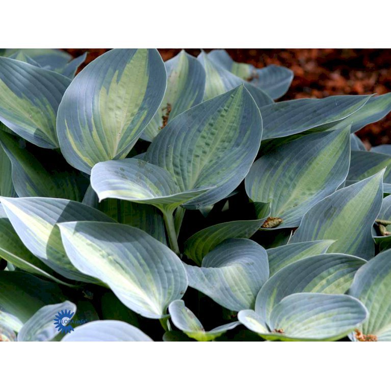 Hosta 'June'